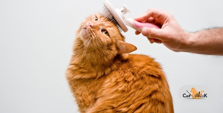 how to groom a cat at home