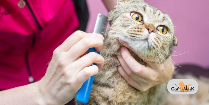 how to groom a long haired cat