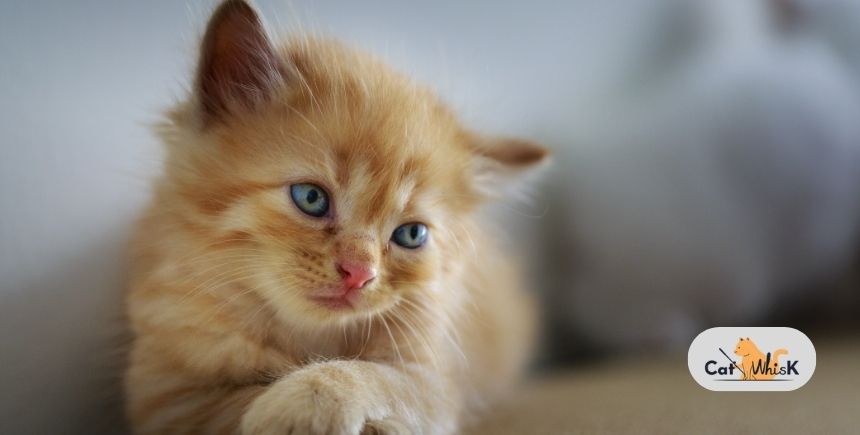 how to introduce a new kitten to a cat