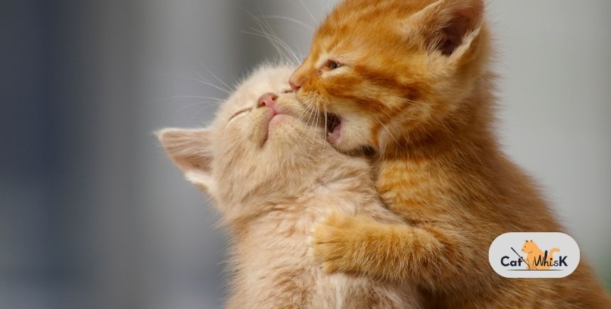 how to introduce cat to kitten