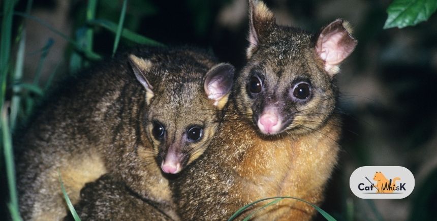 how to keep possums away from cat food