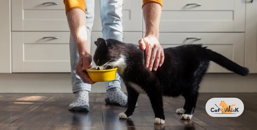how to stop cat begging for human food