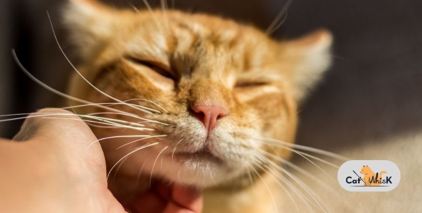 how to treat cat acne