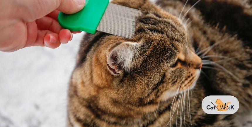 how to treat cat dandruff