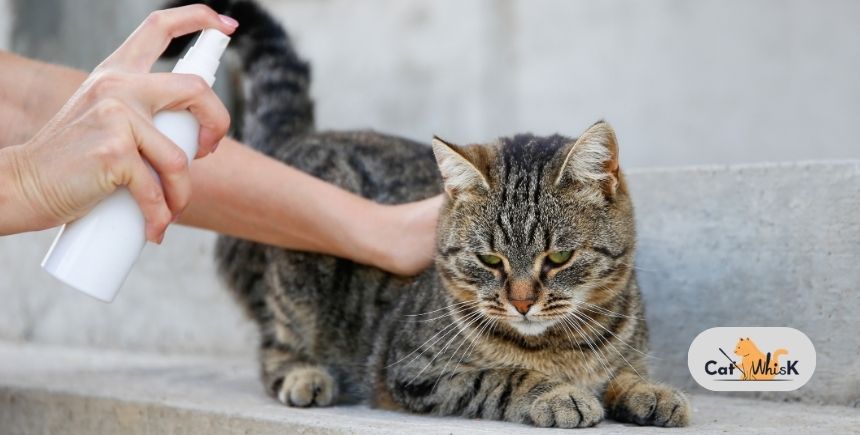 how to treat cat fleas