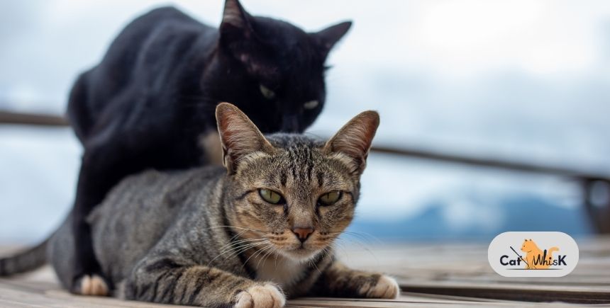how young can a male cat breed