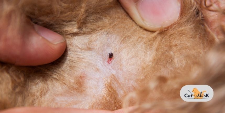 if cat has fleas will they be in the house