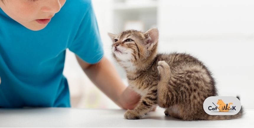 if my cat has fleas will i get them
