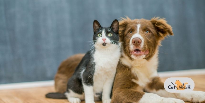is cat food bad for dogs