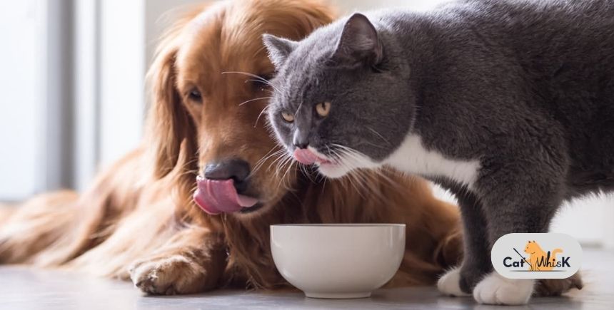 is cat food good for dogs