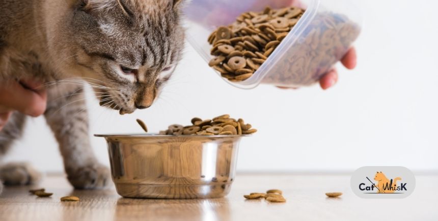 is fromm cat food good