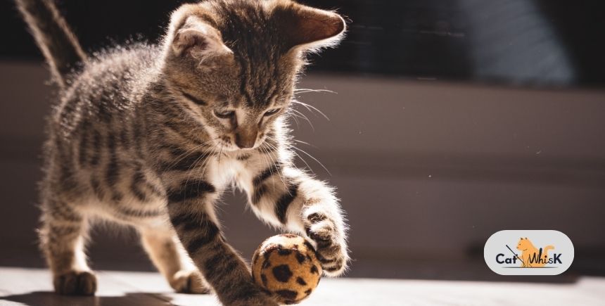 what breed is a tabby cat