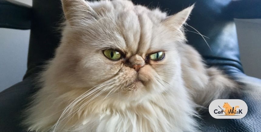 what breed is grumpy cat