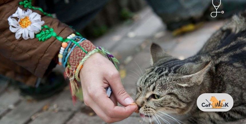 what can i feed a stray cat