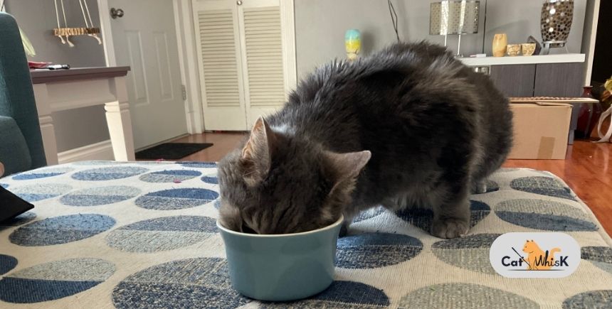 what do cat worms look like