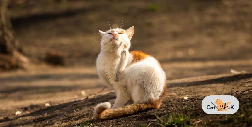 what do fleas look like on a cat