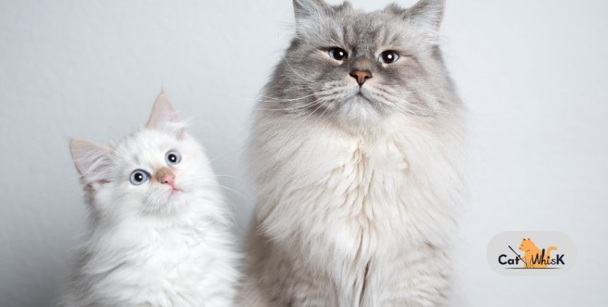 what does it mean when a cat only has one kitten