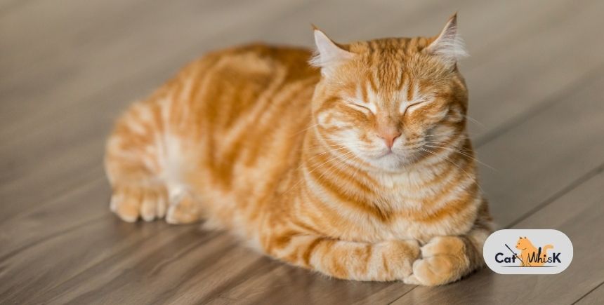 what is orange cat behavior