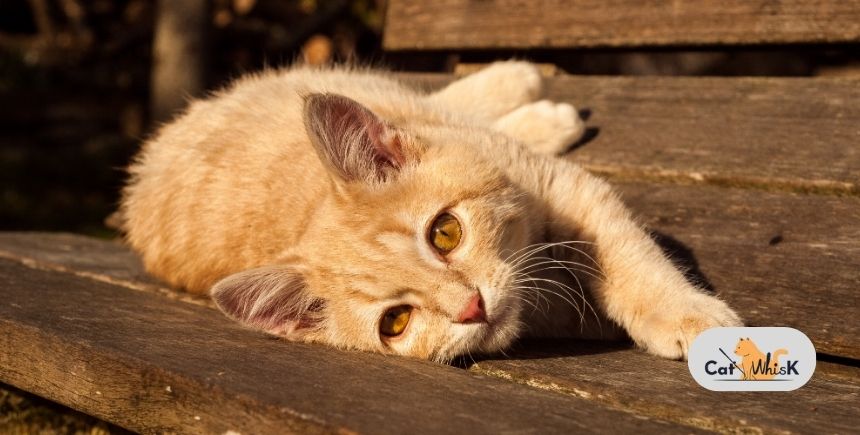 what is the cutest cat breed