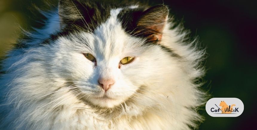 what is the fluffiest cat breed