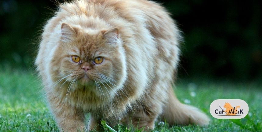 what is the most expensive cat breed