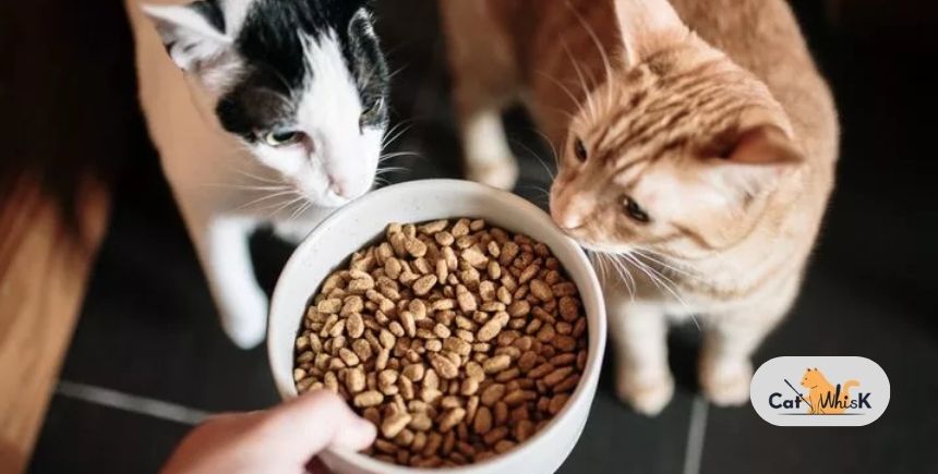 what to feed a cat with diarrhea