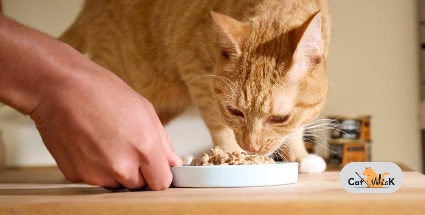 what to feed a cat with pancreatitis