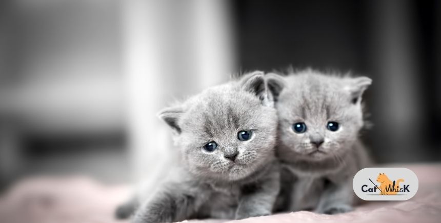 when does a kitten become a cat
