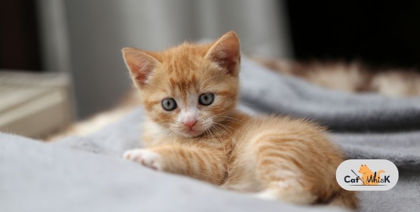 when is a cat no longer a kitten