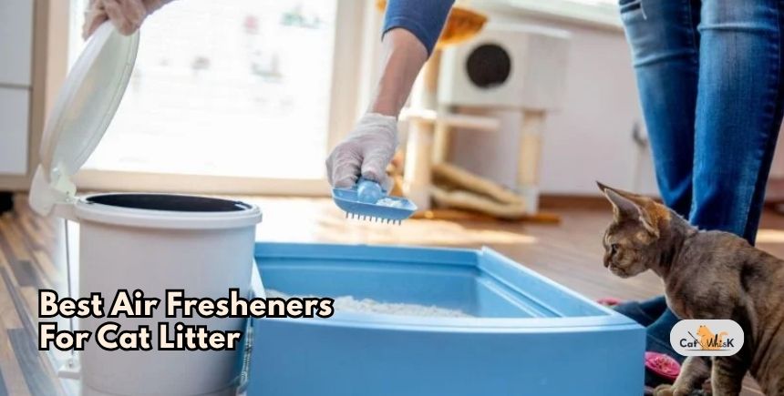 best air fresheners for cat litter