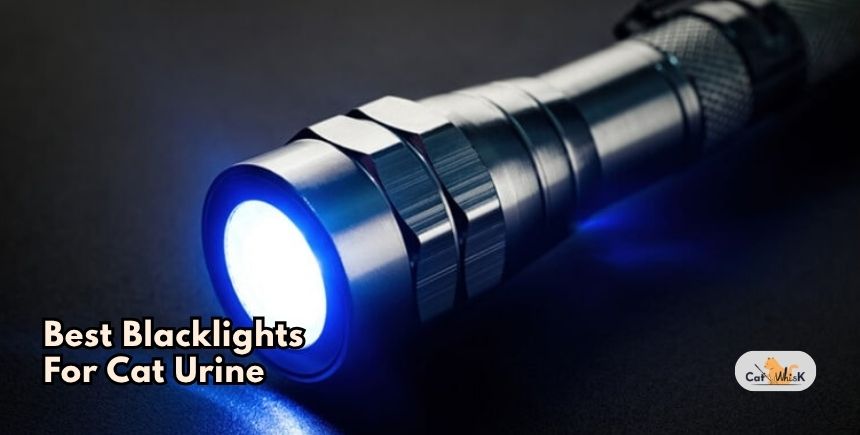 best blacklights for cat urine