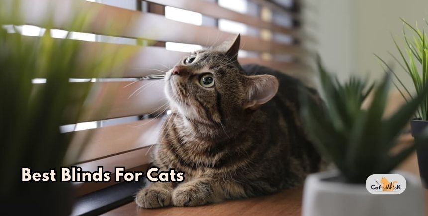 best blinds for cats
