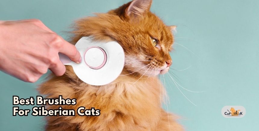 best brushes for siberian cats