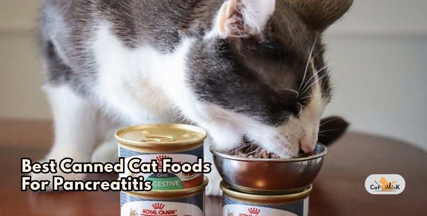 best canned cat foods for pancreatitis