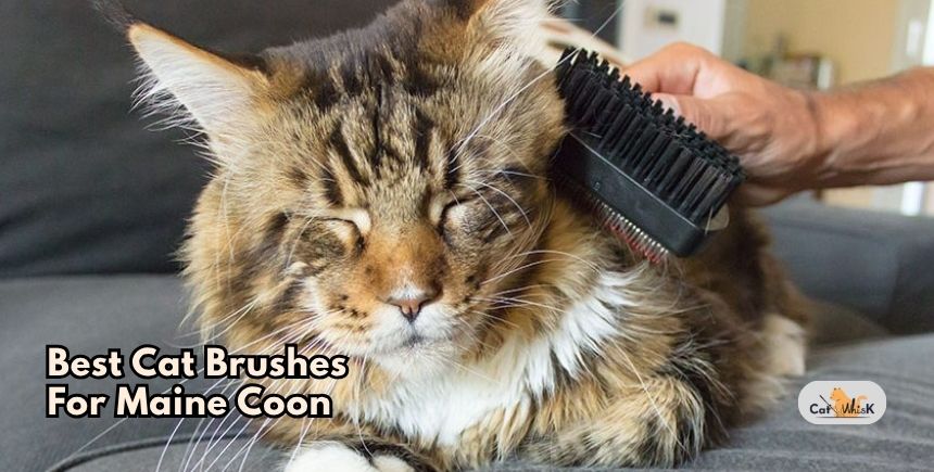 best cat brushes for maine coon