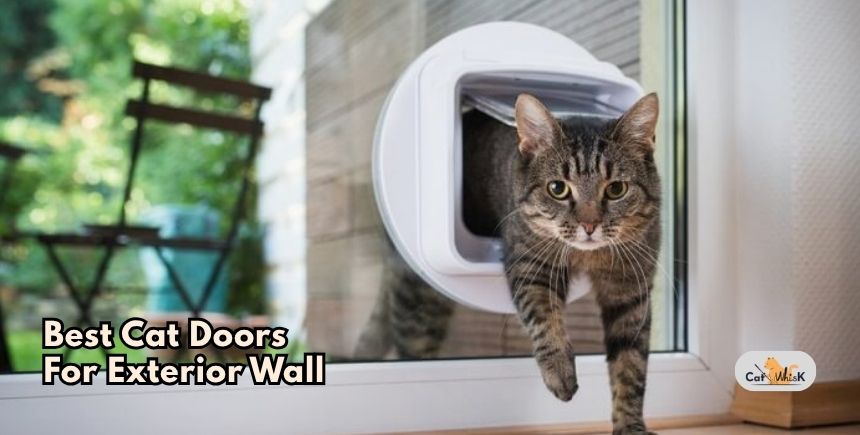 best cat doors for exterior wall