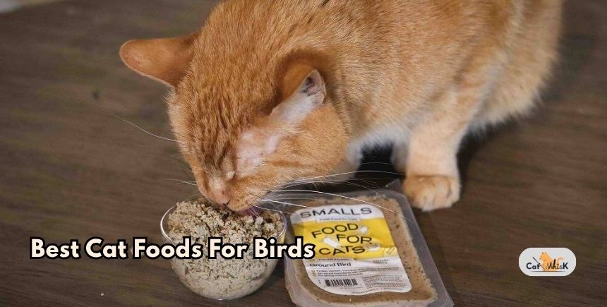 best cat foods for birds
