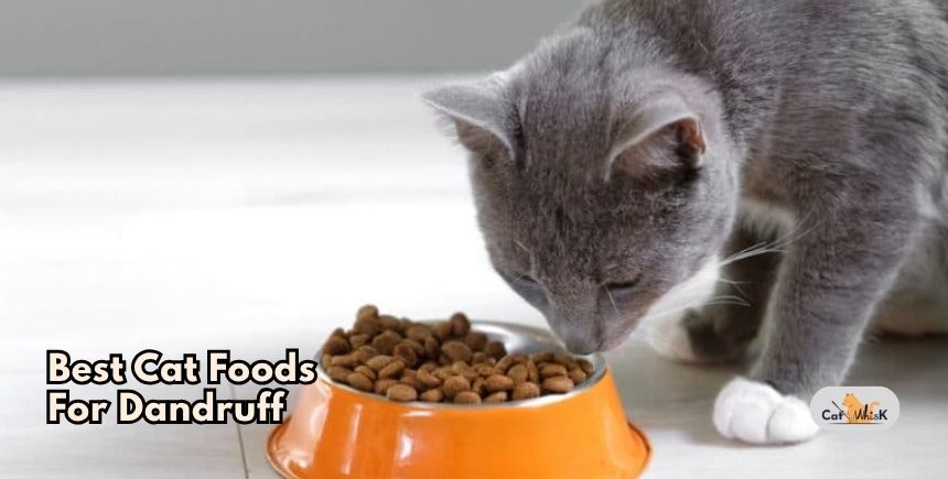 best cat foods for dandruff