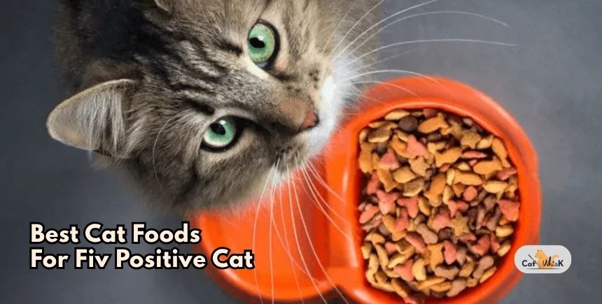 best cat foods for fiv positive cat