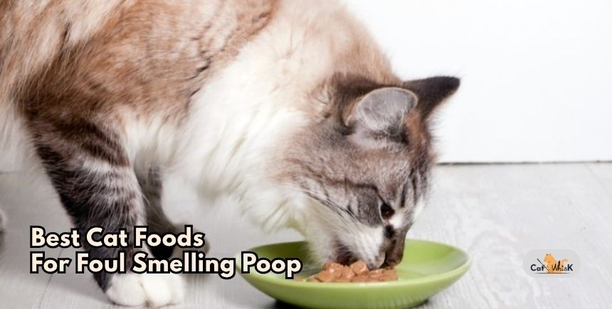 best cat foods for foul smelling poop