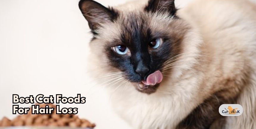 best cat foods for hair loss