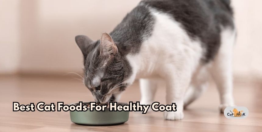 best cat foods for healthy coat