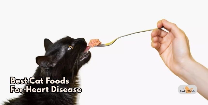 best cat foods for heart disease