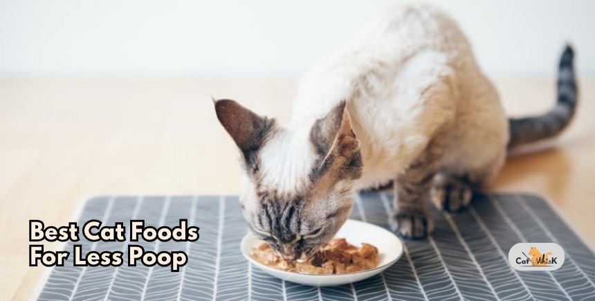 best cat foods for less poop