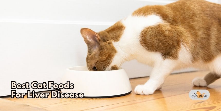 best cat foods for liver disease