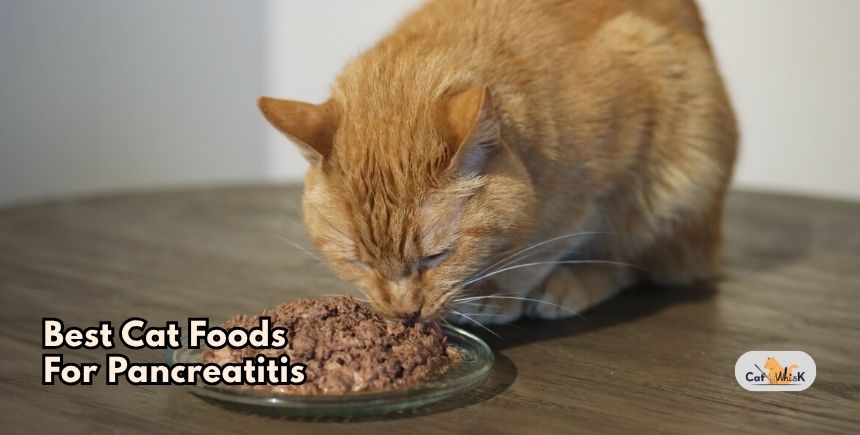 best cat foods for pancreatitis