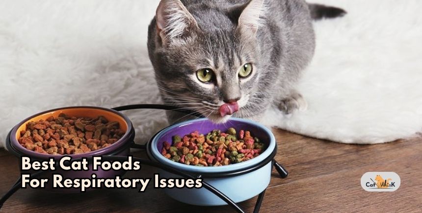best cat foods for respiratory issues
