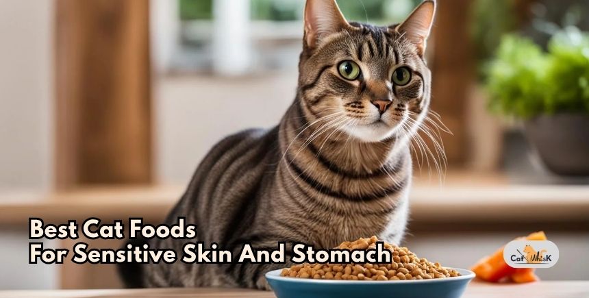 best cat foods for sensitive skin and stomach