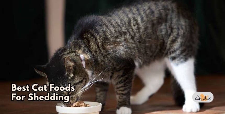 best cat foods for shedding