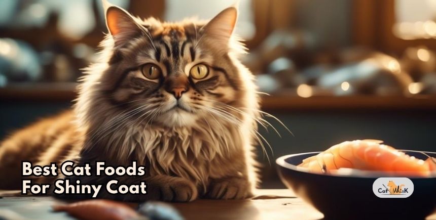 best cat foods for shiny coat